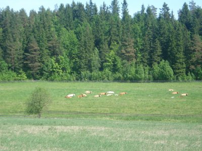 Lehmät pellolla