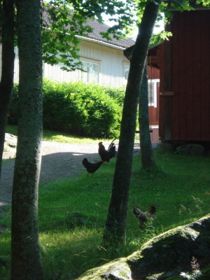 chicken