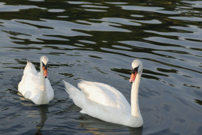 Swans in Huntington Harbor