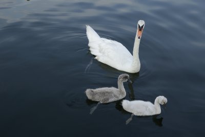 Two Cygnets with Parent