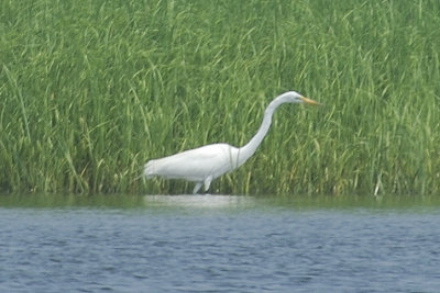 Great Egret