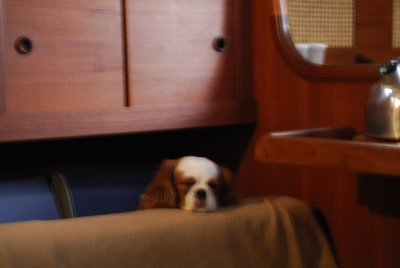 Nina Doing What's Best on a Rainy Day