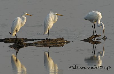 3 Egrets