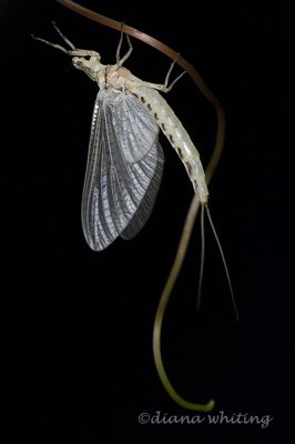 Diana Whiting Gallery:Insects as Art