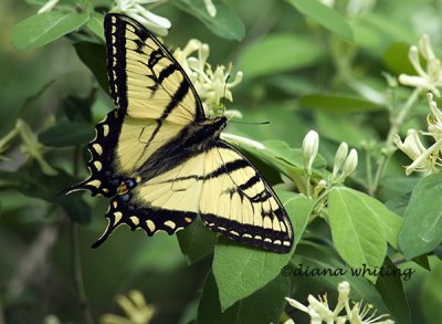 Swallowtail 2