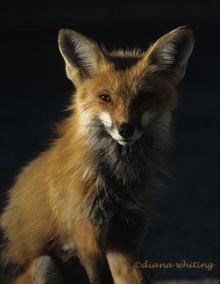 Fox in Morning Light