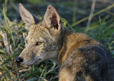 Gallery: Coyote