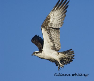  Osprey Flight