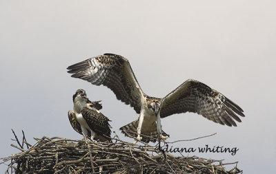 Osprey Fledglings Learning to fly