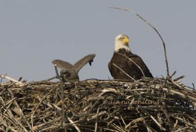 Eagle with Chick