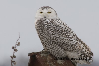 Snowy Owl on Birdhouse
