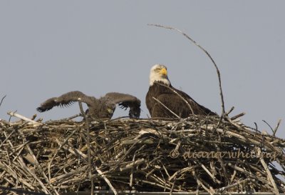Eagle with Chick 2
