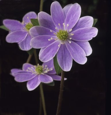 Hepatica