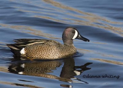 Blue- winged Teal 2