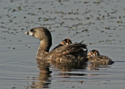 Grebe with Two Babies with Two Hidden