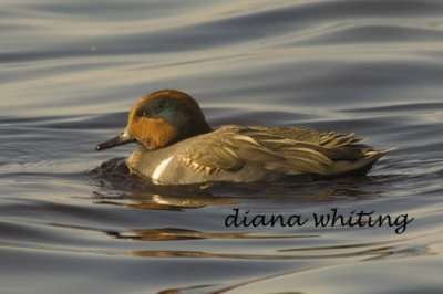 Green- winged Teal