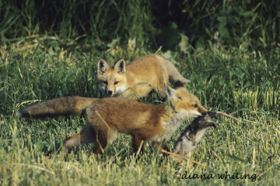 Fox with Kill