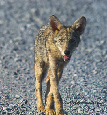 coyote 3