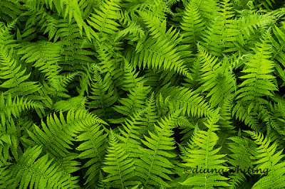 Tangle of Ferns