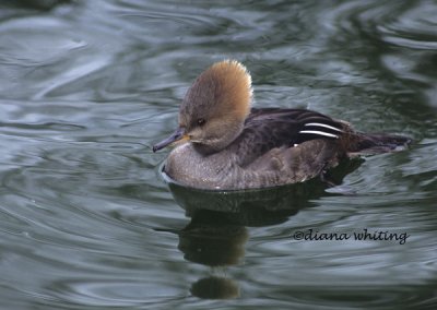 Female Hooded Merganser