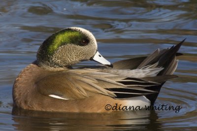 American Widgeon