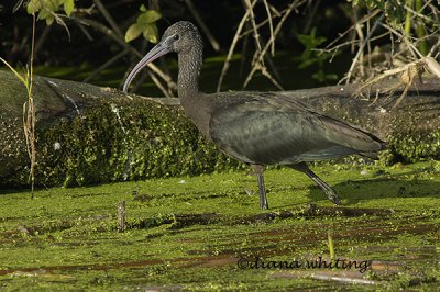 Glossy ibis 2