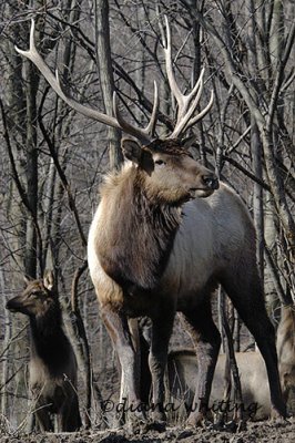 Male Elk With Females