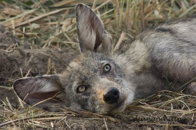 Coyote Pup After a Big Meal