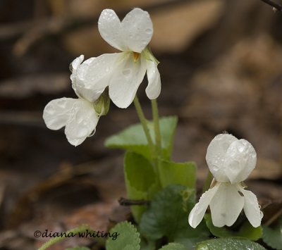 White Violets