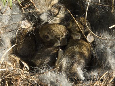 Nest of Bunnies