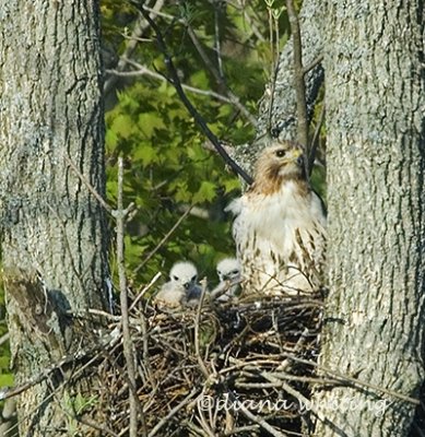 Redtail Hawk With Two Young