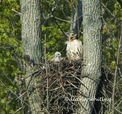 Redtail with Young