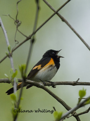 Redstart Singing