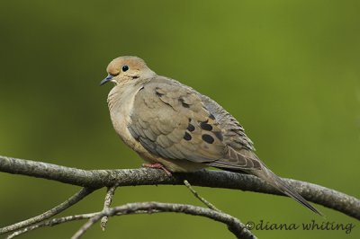 Mourning Dove