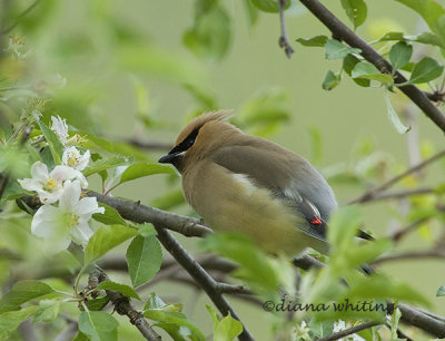 Cedar Waxwing