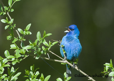 Indigo Bunting Singing