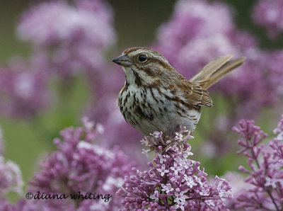 Song Sparrow on Lilac