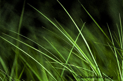 Grass Impressions