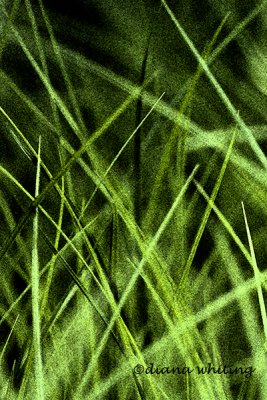 Grass Impressions 2