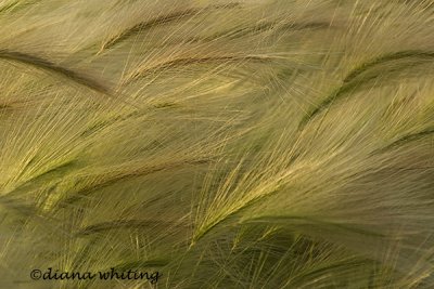 Windblowen Grass