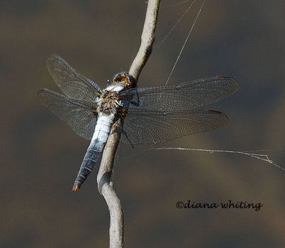 Chawk Fronted Corporal Dragonfly