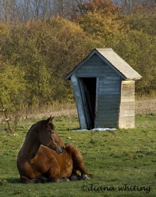 Horse and Shed