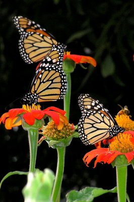 3 Monarchs on Mexican Sunflower