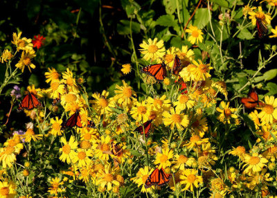 Migrating Monarchs on Golden crownbeard