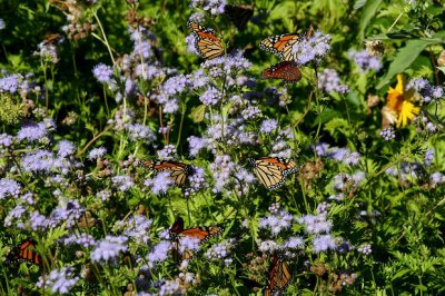 Migrating Monarchs on Gregg's blue mistflower