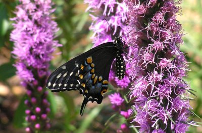 Black Swallowtail on Liatris