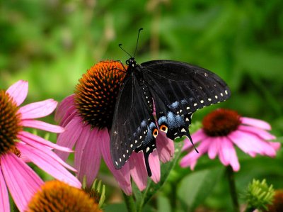 Newly emerged female Black Swallowtail on Coneflowers