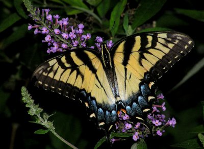 Eastern Tiger Swallowtail- yellow female