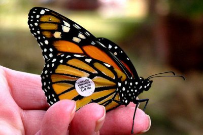 Tagged Monarch for Monarch Watch: