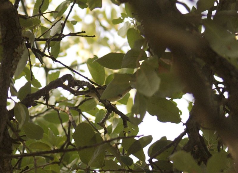 Ruby Crowned Kinglet